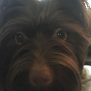 Meet your Posher, Billy